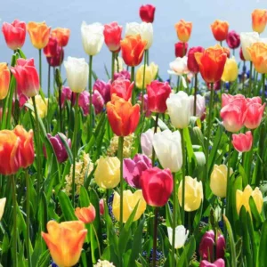 Mix Tulip Bulbs Medium Size Ready to Grow Flower Bulbs