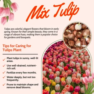 Mix Tulip Bulbs Medium Size Ready to Grow Flower Bulbs