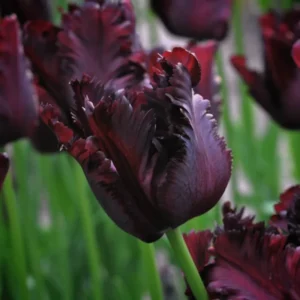 Black Parrot Tulip Bulbs Top Size - 10 Fall Planting Bulbs for Gardens
