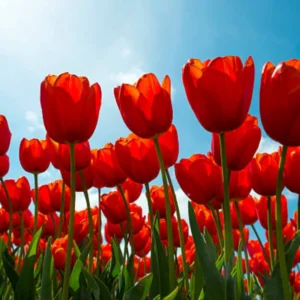 Red Tulip Bulbs Top Size - 15 Fall Planting Bulbs