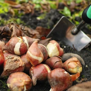 Red Tulip Bulbs Top Size - 15 Fall Planting Bulbs