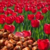 Red Tulip Bulbs Top Size - 15 Fall Planting Bulbs