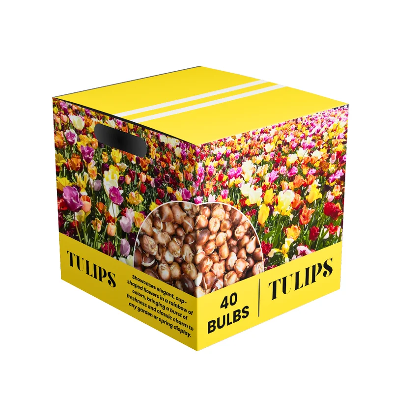 Mixed Tulip Bulbs - 20 Top Size Bulbs for Fall Planting