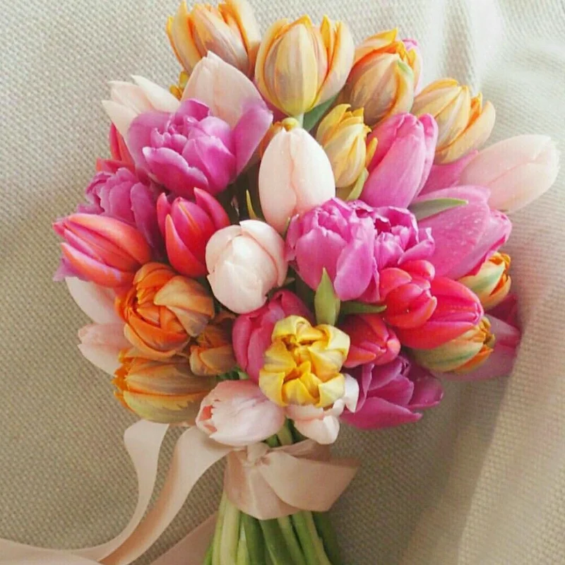 Mixed Tulip Bulbs - 20 Top Size Bulbs for Fall Planting