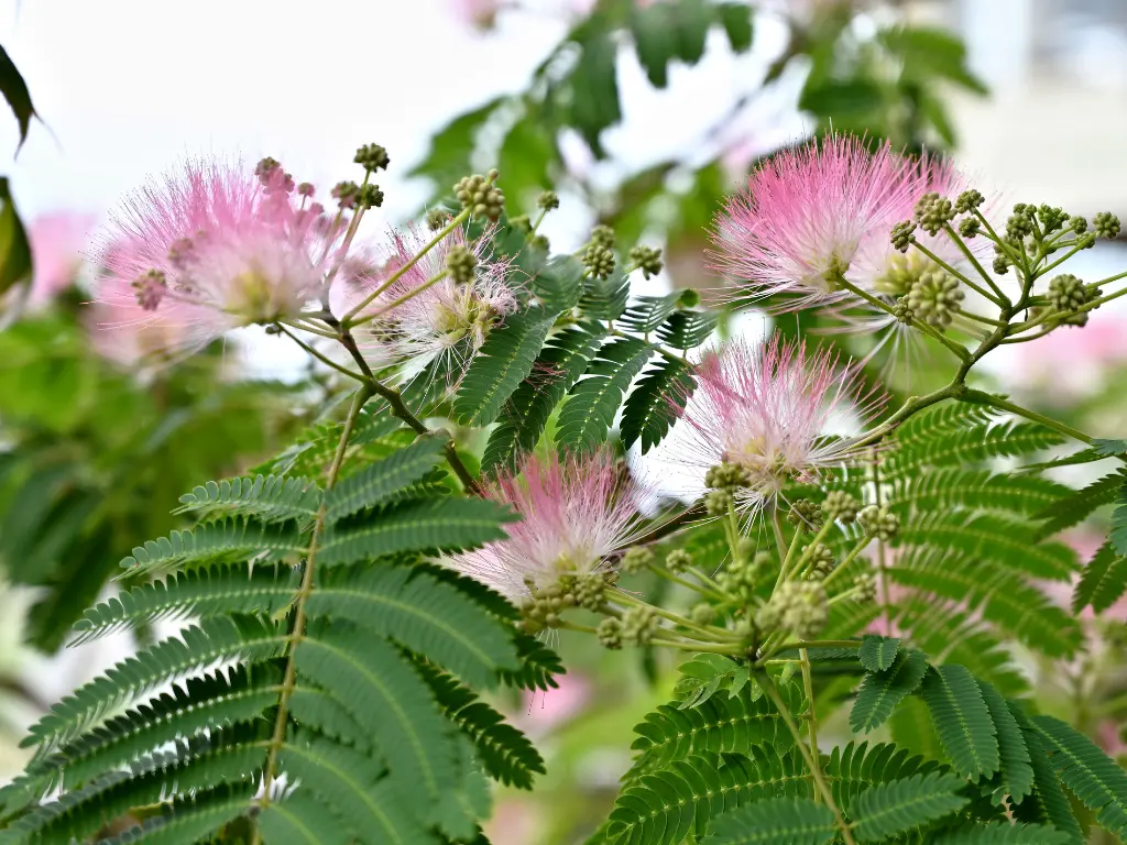 Mimosa Tree