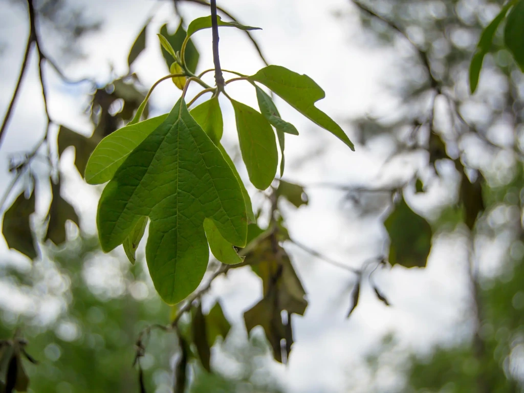 pruning Sassafras