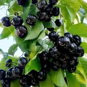 Black Cherry Tree - 2-3 Ft Hardy Fruit Tree - Ready to Plant