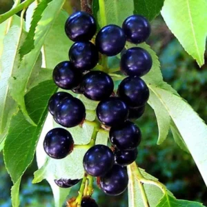 Black Cherry Tree - 2-3 Ft Hardy Fruit Tree - Ready to Plant