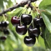 Black Cherry Tree - Live Fruit Tree - 24-36 Inches - Garden Plant
