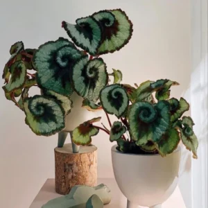 Live Begonia Plant - 4-7 Inches, Colorful Foliage, Easy-Care Houseplant