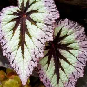 Live Begonia Plant - 4-7 Inches, Colorful Foliage, Easy-Care Houseplant