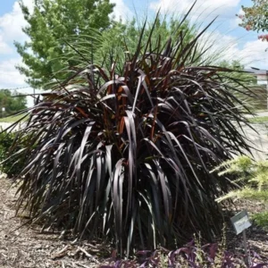 Fountain Grass Plants Live Clumps - Ornamental Landscaping Grass - 4-7 Inch Well Rooted