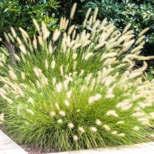 Fountain Grass Plants Live Clumps - Ornamental Landscaping Grass - 4-7 Inch Well Rooted