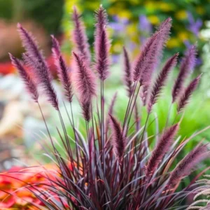 Fountain Grass Plants Live Clumps - Ornamental Landscaping Grass - 4-7 Inch Well Rooted
