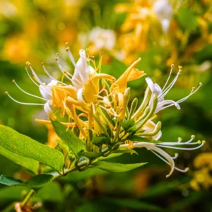 Honeysuckle Plants Live, Fragrant Climbing Vines, 4-8 Inches, Trellis & Fence Suitable