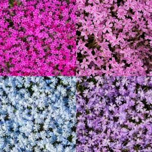 Creeping Phlox Plants Set - Hardy Perennial Ground Cover - 3-5 Inch Plugs