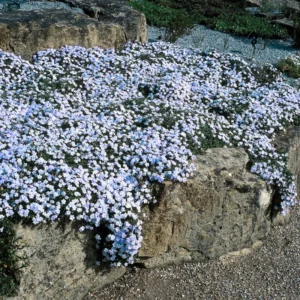 Creeping Phlox Plants Set - Hardy Perennial Ground Cover - 3-5 Inch Plugs