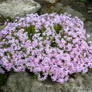 Creeping Phlox Plants Set - Hardy Perennial Ground Cover - 3-5 Inch Plugs