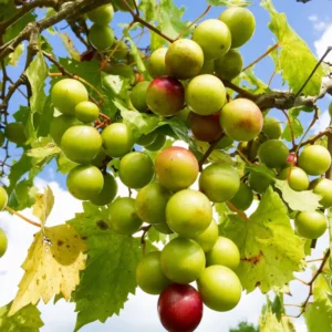Sweet Grape Plant Live: 6-Month-Old Vine for Home Planting