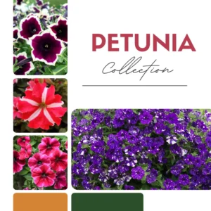 Petunia Plant Live: 2 Flower Bush, 4-8'' Tall, Colorful Blooms