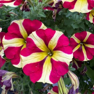 Petunia Plant Live: 2 Flower Bush, 4-8'' Tall, Colorful Blooms