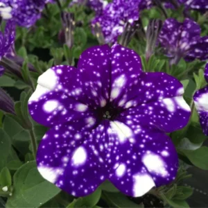 Petunia Plant Live: 2 Flower Bush, 4-8'' Tall, Colorful Blooms