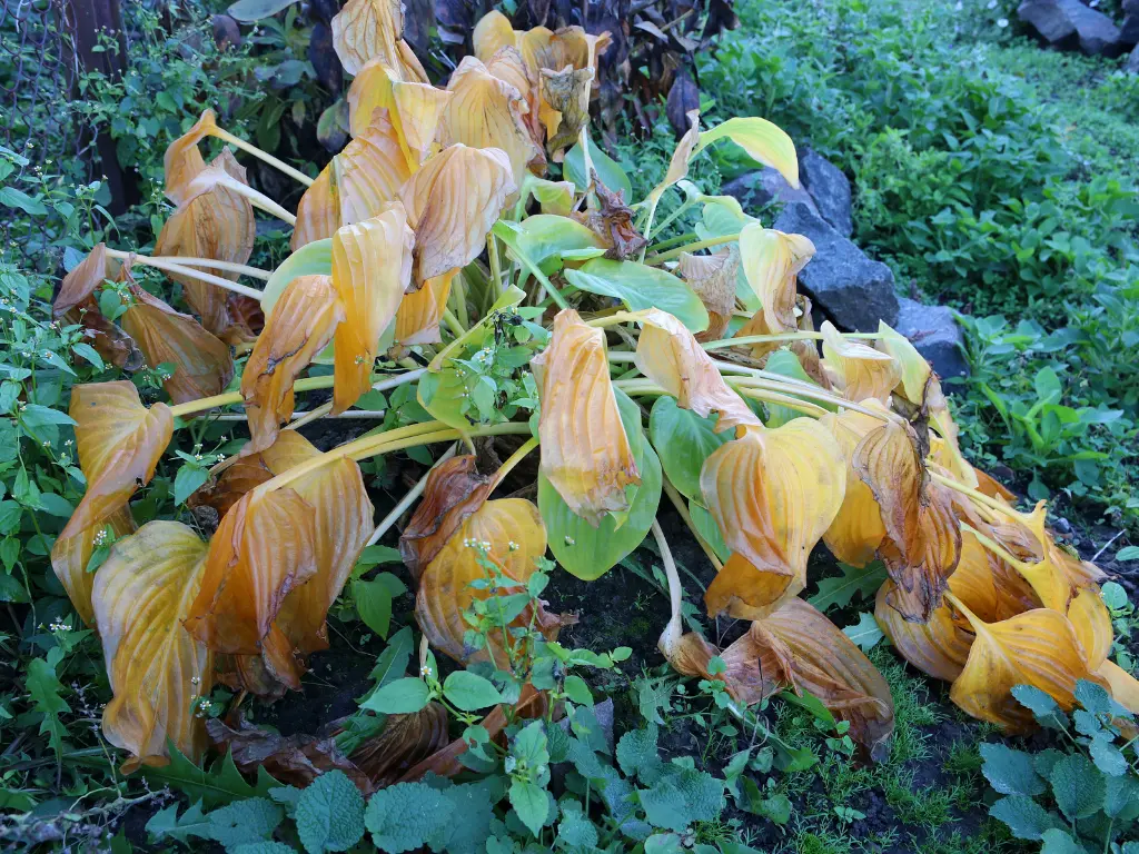 Pruning your hostas before the first frost is an essential fall task.