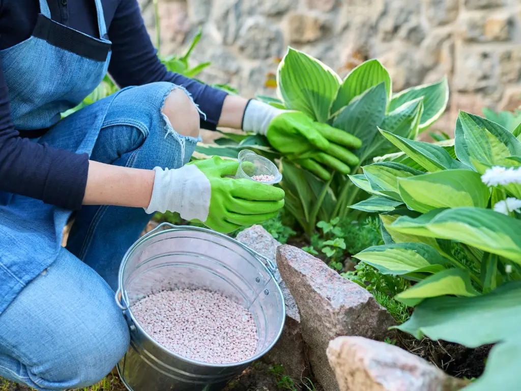 Fertilize Hostas for Healthy Growth in the Spring