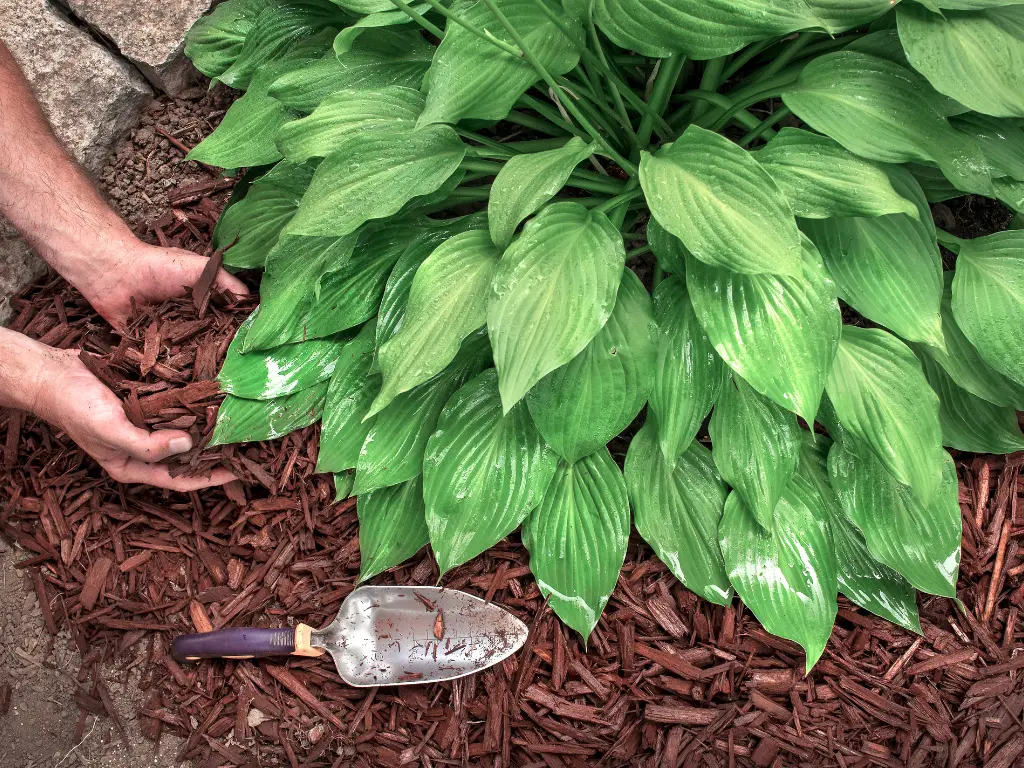 Mulch Around Hostas for Winter Protection
