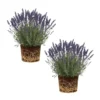 Lavender Plants Live Set of 2, Fragrant Herb Plugs, 3-5'' Tall