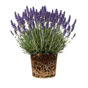 Live Lavender Plant 4'' Pot, Fragrant Herb, Well Rooted Flowering Bushes