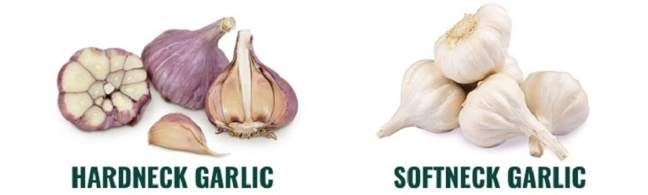 hardneck vs softneck garlic