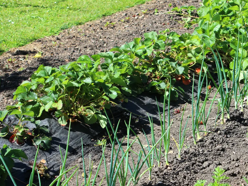 Strawberries and garlic may seem like an unlikely duo, but they make a great team in the garden