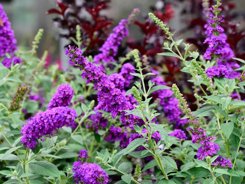 purple Buddleia Butterfly Bush