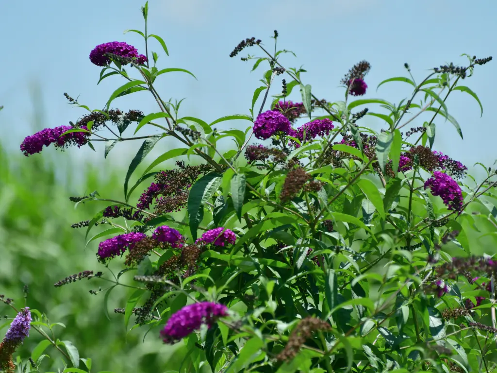 Seasonal Care for Buddleia Butterfly Bush
