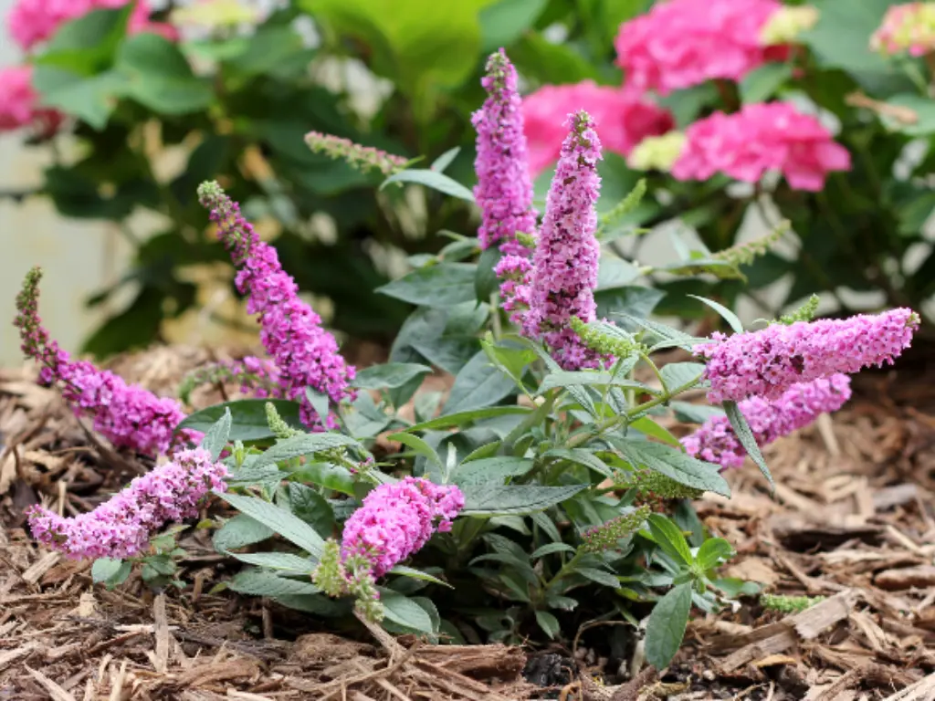 planting Buddleia Butterfly Bush