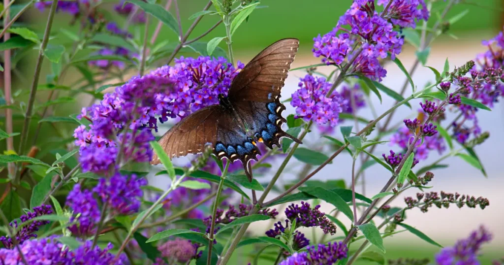 how to plant Buddleia Butterfly