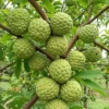Sugar Apple Tree Live Plant - 3 Feet Tall - Tropical Fruit Tree