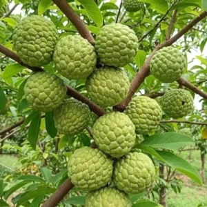 Sugar Apple Tree Live Plant - 3 Feet Tall - Tropical Fruit Tree