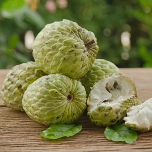 Sugar Apple Tree Live Plant - 3 Feet Tall - Tropical Fruit Tree