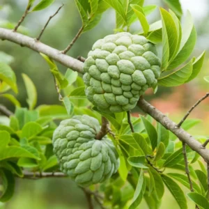 Sugar Apple Tree Live Plant - 3 Feet Tall - Tropical Fruit Tree