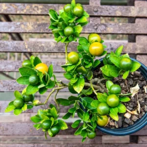 Calamansi Tree Live Plant - 3 Ft Tall Sour Citrus Tree in 5 Gallon Pot