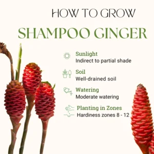 Shampoo Ginger Roots - 6 Perennial Awapuhi Zingiber Rhizomes - Hawaiian Ginger Lily Plants