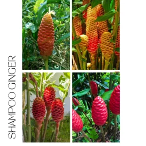 Shampoo Ginger Roots - 6 Perennial Awapuhi Zingiber Rhizomes - Hawaiian Ginger Lily Plants