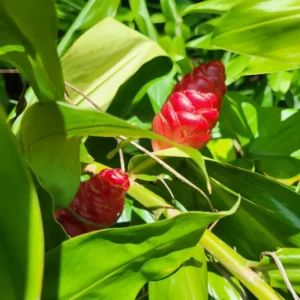 Shampoo Ginger Roots - 6 Perennial Awapuhi Zingiber Rhizomes - Hawaiian Ginger Lily Plants
