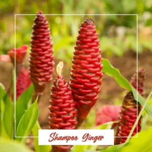 Shampoo Ginger Roots - 6 Perennial Awapuhi Zingiber Rhizomes - Hawaiian Ginger Lily Plants