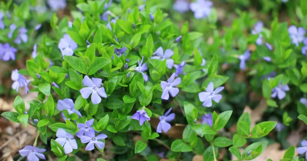 The Best Companion Plants for Periwinkle