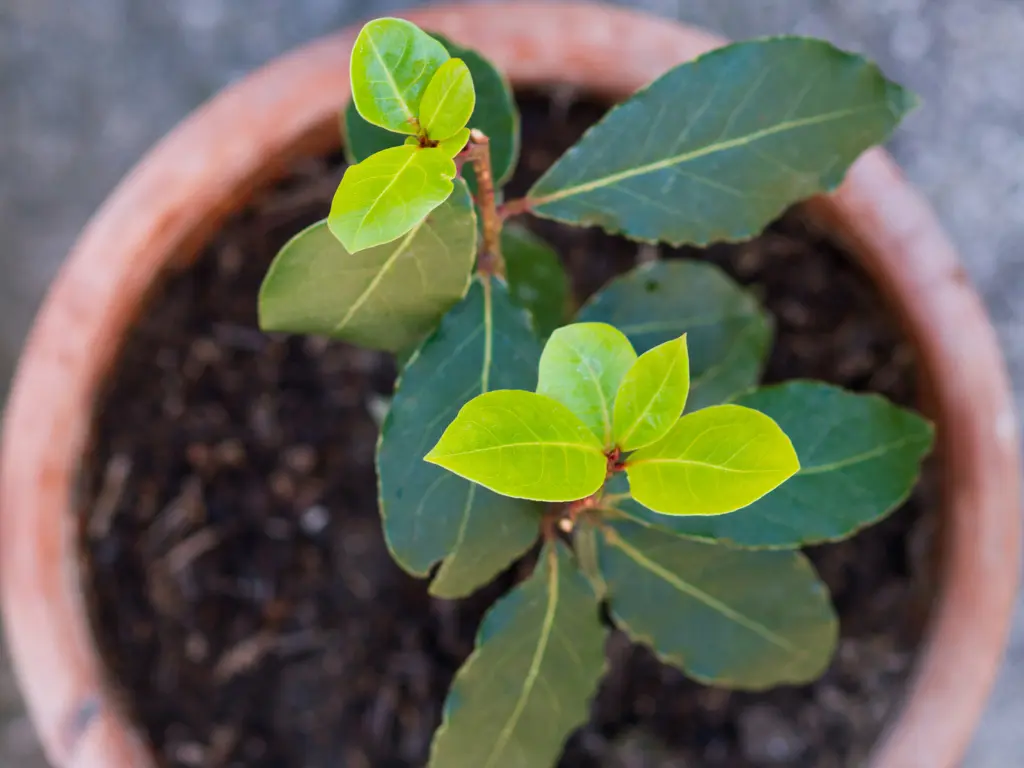 growing bay laurel in pots
