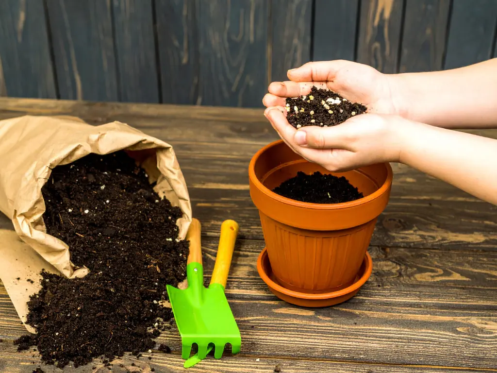 chosing pots for planting bay laurel 