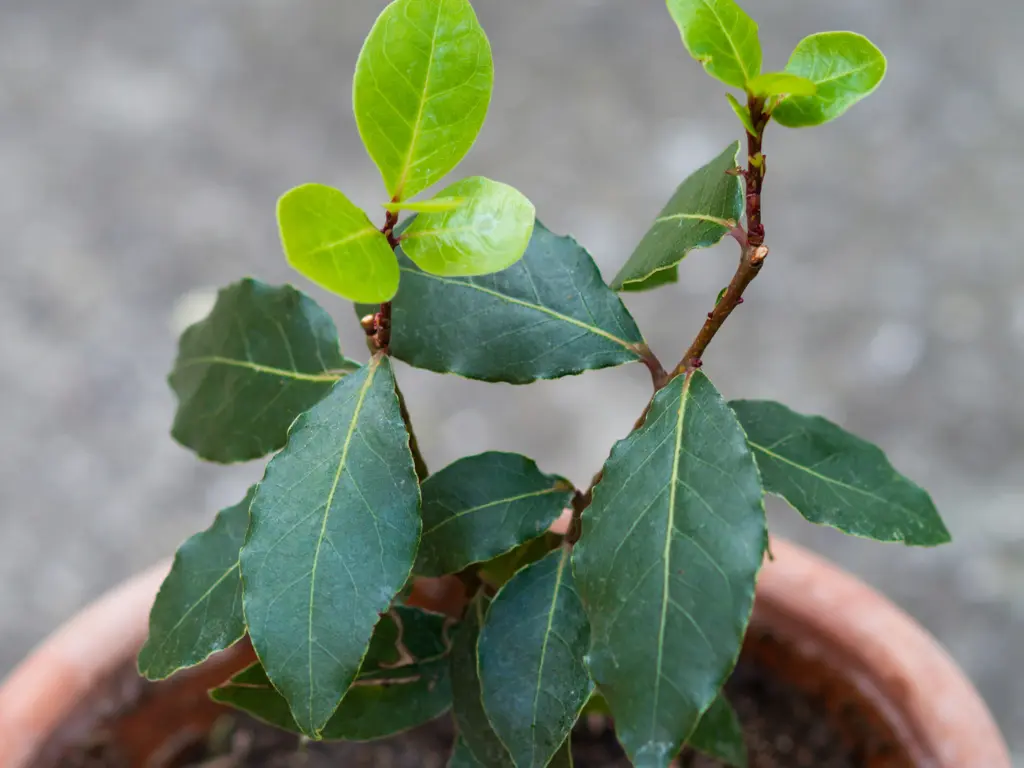 Grow Bay Laurel in Pots